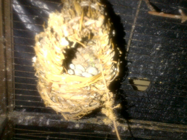 Finch nest with eggs